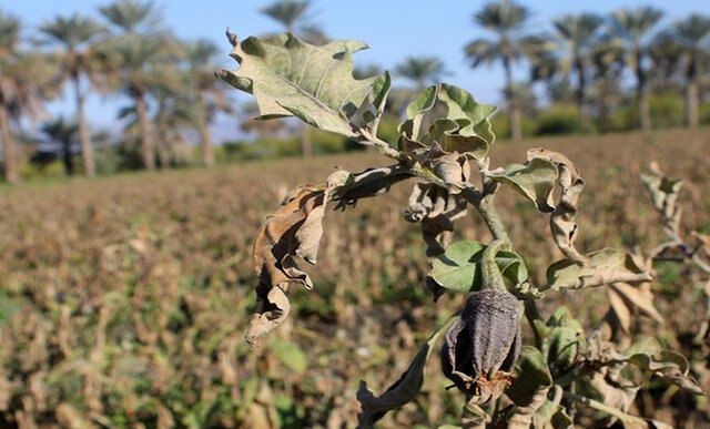 هشدار هواشناسی به کشاورزان قیروکارزین؛ خطر سرمازدگی محصولات در شب‌های پیش‌رو   