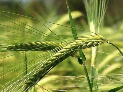 هشدار جهاد‌ کشاورزی‌ قیروکارزین به گندم‌کاران برای مبارزه‌ فوری با بیماری‌های‌قارچی