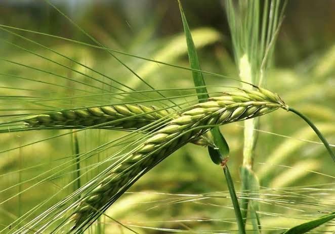 هشدار جهاد‌ کشاورزی‌ قیروکارزین به گندم‌کاران برای مبارزه‌ فوری با بیماری‌های‌قارچی