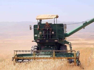 آغاز برداشت جو در قیر و کارزین/پیش‌بینی تولید ۶۶۰۰ تن از ۲۲۰۰ هکتار مزرعه