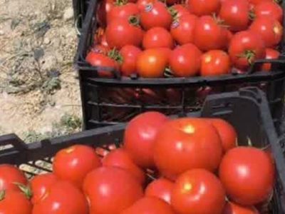 برداشت 70 هزار تنی گوجه فرنگی از هزار هکتار اراضی قیروکارزین آغاز شد