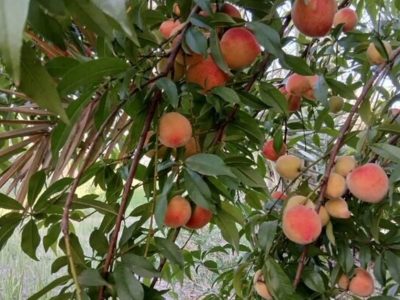 کاشت درخت هلو برای نخستین بار در قیروکارزین